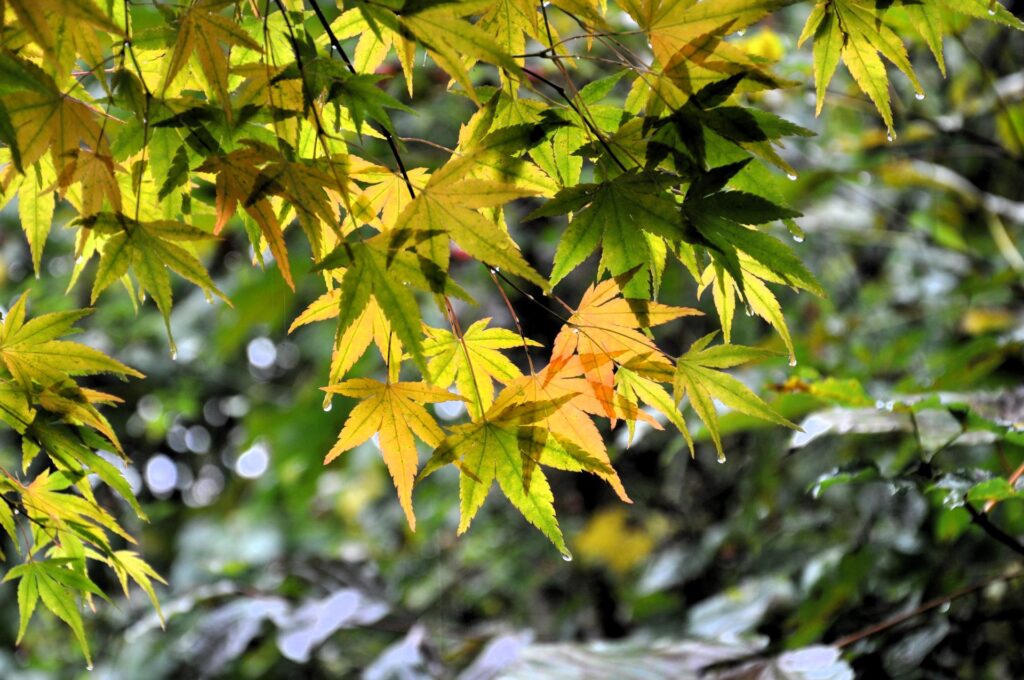 Gelb und orange gefärbte Ahornblätter im Herbst in Clausthal-Zellerfeld, Oberharz