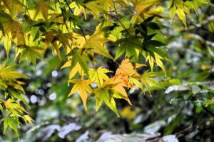 Gelb und orange gefärbte Ahornblätter im Herbst in Clausthal-Zellerfeld, Oberharz