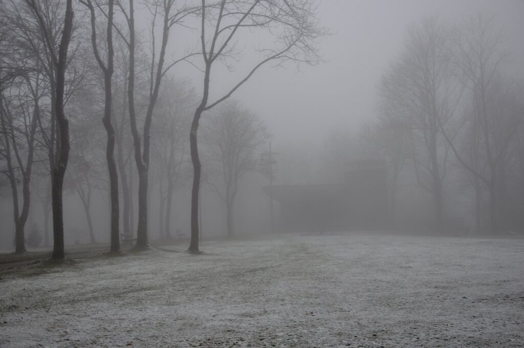 Neblige Baumreihe in Clausthal-Zellerfeld im Oberharz während des Winters