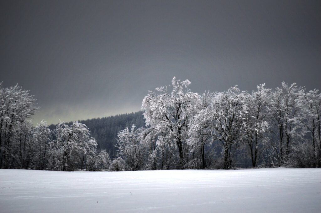 Schneebedeckte Bäume und verschneite Wiese im Oberharz bei Clausthal-Zellerfeld