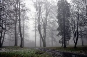 Nebeliger Waldweg mit kahlen Bäumen im Winter in Clausthal-Zellerfeld