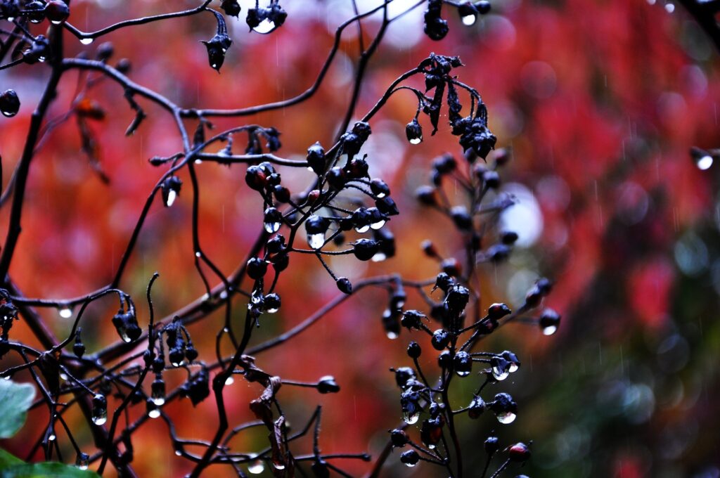 Schwarze Herbstbeeren mit Tautropfen, rote Herbstblätter im Hintergrund, Oberharz