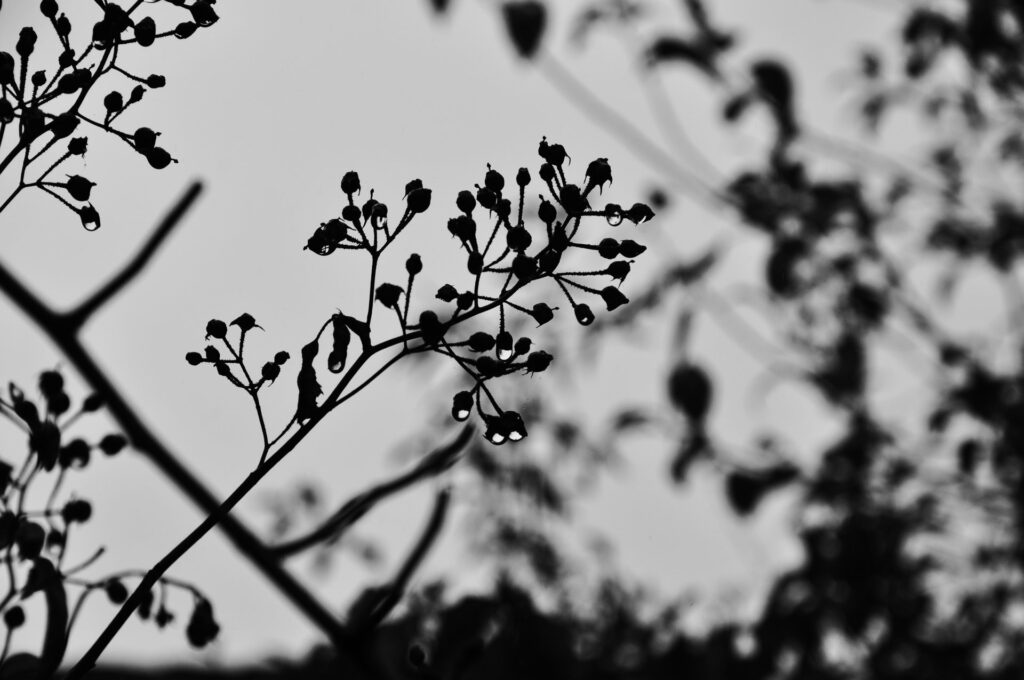 Silhouette von trockenen Pflanzensamen im Herbst, Clausthal-Zellerfeld Oberharz