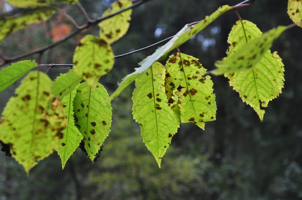 Gelb-grüne Herbstblätter mit braunen Flecken an Zweigen in Clausthal-Zellerfeld