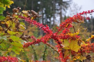 Rotes und gelbes Herbstlaub im Oberharz bei Clausthal-Zellerfeld