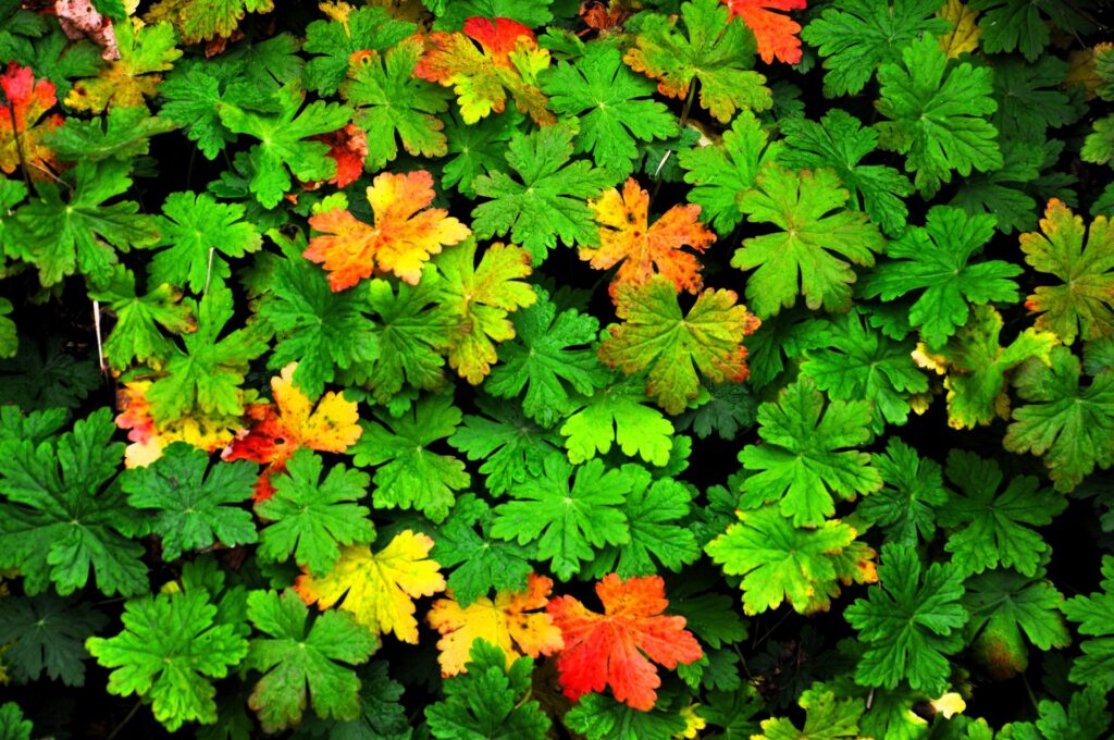 Bunte Herbstblätter in Grün, Gelb und Rot in Clausthal-Zellerfeld, Oberharz