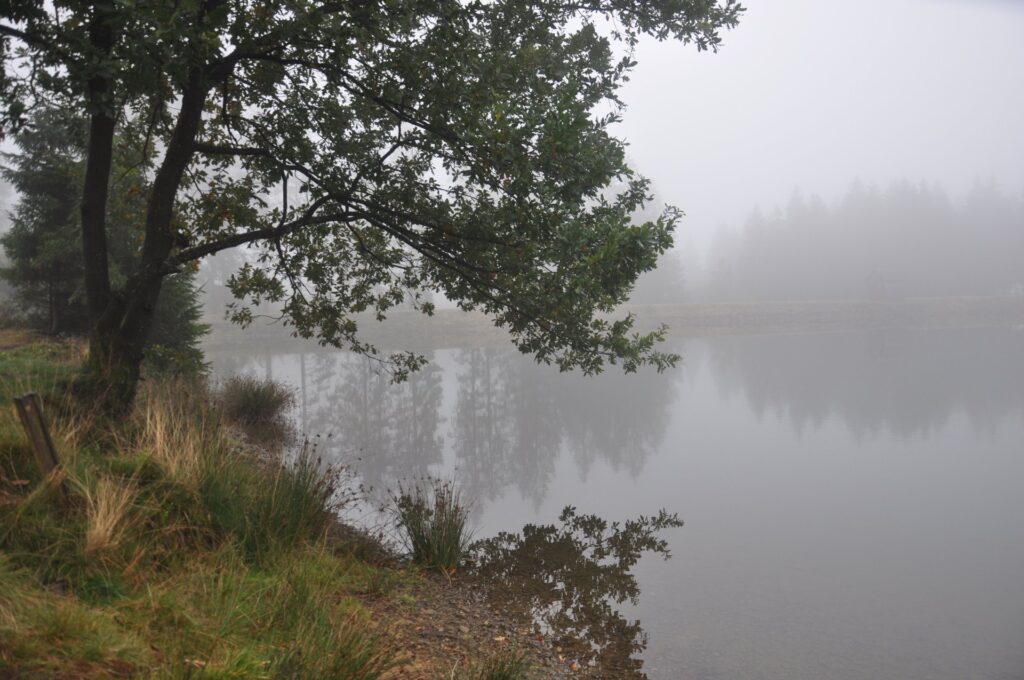 Nebelverhangener Bergsee mit altem Baum am Ufer, Herbst im Oberharz