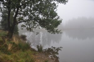Nebelverhangener Bergsee mit altem Baum am Ufer, Herbst im Oberharz