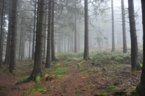 Nebelverhangener Waldweg mit Fichten in Clausthal-Zellerfeld, Oberharz