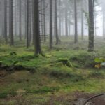 Moosiger Waldweg im Nebel, Clausthal-Zellerfeld, Oberharz