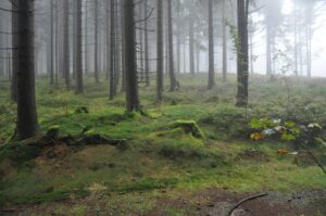 Moosiger Waldweg im Nebel, Clausthal-Zellerfeld, Oberharz