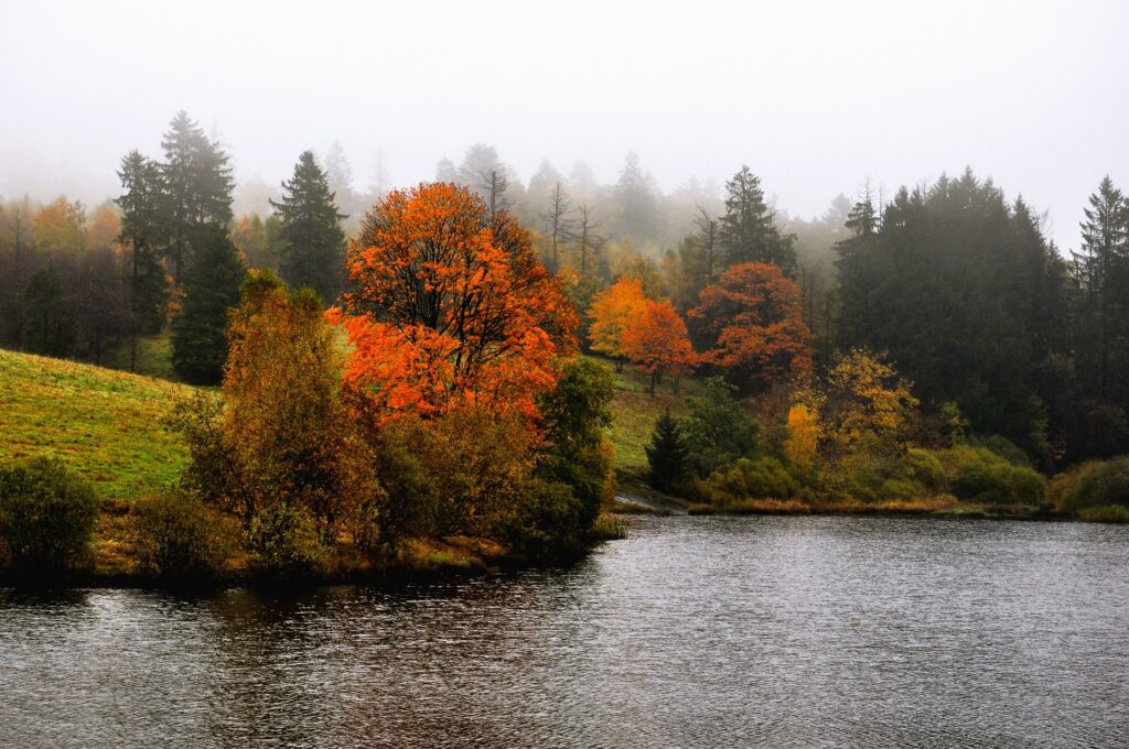 Herbstliche Bäume mit orangenem Laub am Seeufer in Clausthal-Zellerfeld, Oberharz