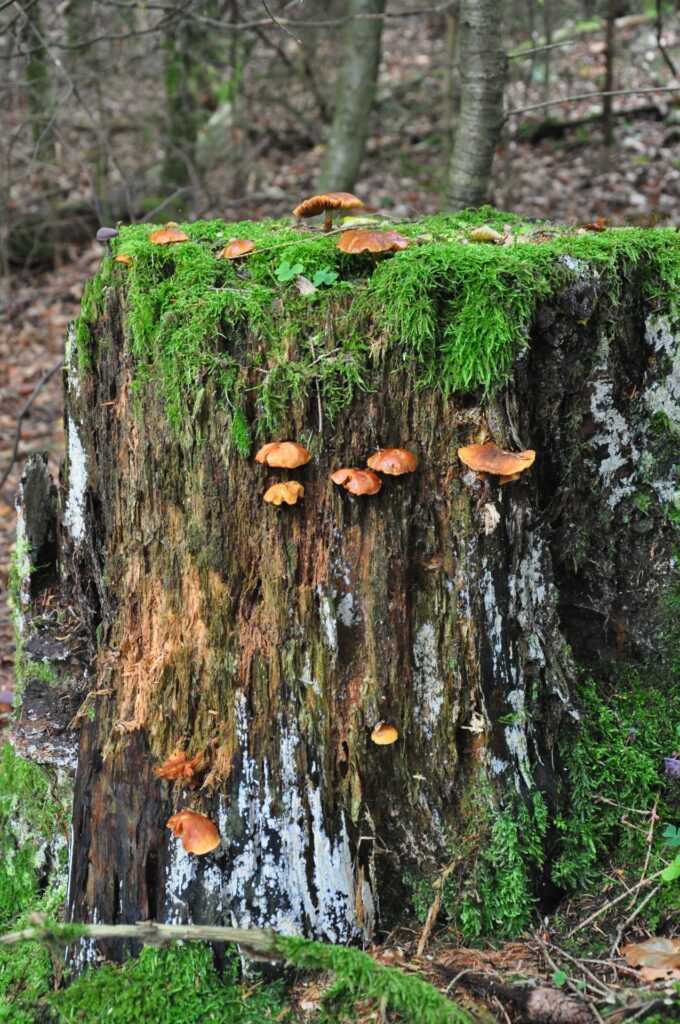 Orange Pilze und grünes Moos auf verrottendem Baumstamm in Clausthal-Zellerfeld