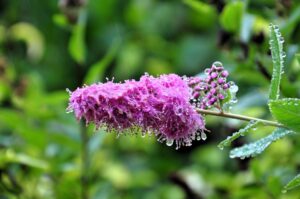 Taubeere mit Tautropfen in Clausthal-Zellerfeld, Oberharz