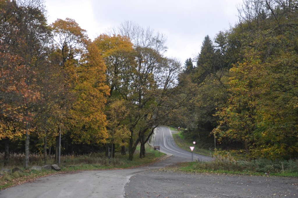 Waldweg mit buntem Herbstlaub in Clausthal-Zellerfeld, Oberharz