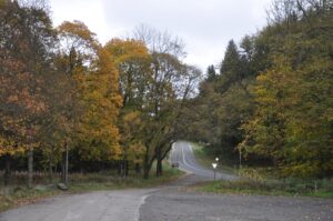 Waldweg mit buntem Herbstlaub in Clausthal-Zellerfeld, Oberharz