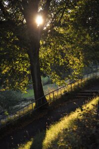 Waldweg mit gelbem Herbstlaub und Sonnenlicht in Clausthal-Zellerfeld