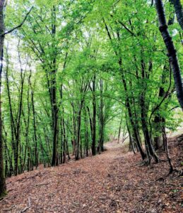 Niedersächsisches Forstamt Clausthal in Clausthal-Zellerfeld
