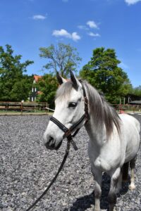 Ponyreiter-Musikzug e.V. in Clausthal-Zellerfeld